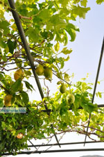 Myrtho apartments on the island of Andros | Greece  Photo 8 - Photo JustGreece.com