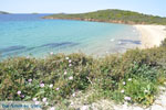 JustGreece.com beach Kypri (Golden Beach) near Batsi | Island of Andros | Greece  Photo 004 - Foto van JustGreece.com