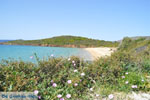 beach Kypri (Golden Beach) near Batsi | Island of Andros | Greece  Photo 005 - Photo JustGreece.com