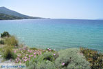 JustGreece.com beach Kypri (Golden Beach) near Batsi | Island of Andros | Greece  Photo 007 - Foto van JustGreece.com