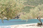 JustGreece.com beach Fellos near Gavrio | Island of Andros | Greece  | Photo 12 - Foto van JustGreece.com