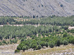 Overal rotsen, in the midden een bos - Island of Chios - Photo JustGreece.com