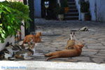 JustGreece.com Benitses | Corfu | Ionian Islands | Greece  - Photo 17 - Foto van JustGreece.com