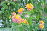 JustGreece.com Bloemen Moraitika | Corfu | Ionian Islands | Greece  - Photo 1 - Foto van JustGreece.com