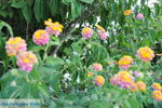 Bloemen Moraitika | Corfu | Ionian Islands | Greece  - Photo 2 - Photo JustGreece.com