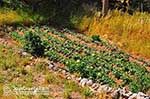 Tuin in small village Dilinata - Cephalonia (Kefalonia) - Photo 36 - Photo JustGreece.com