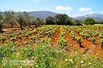 Robola wijnstreek - Cephalonia (Kefalonia) - Photo 263 - Photo JustGreece.com
