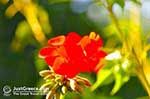 JustGreece.com Bloemen in Lassi - Cephalonia (Kefalonia) - Photo 310 - Foto van JustGreece.com