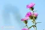 Bloemen in Lassi - Cephalonia (Kefalonia) - Photo 311 - Photo JustGreece.com