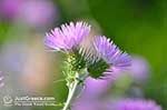 JustGreece.com Bloemen in Lassi - Cephalonia (Kefalonia) - Photo 312 - Foto van JustGreece.com