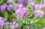 JustGreece.com Bloemen in Lassi - Cephalonia (Kefalonia) - Photo 313 - Foto van JustGreece.com