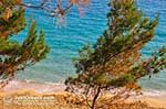 JustGreece.com Dennebomen Lassi - Cephalonia (Kefalonia) - Photo 505 - Foto van JustGreece.com