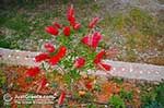 Lassi - Cephalonia (Kefalonia) - Photo 560 - Photo JustGreece.com