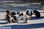 JustGreece.com Poesjes and katten near the Asclepeion | Island of Kos | Greece Photo 1 - Foto van JustGreece.com