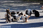 Poesjes and katten near the Asclepeion | Island of Kos | Greece Photo 1 - Photo JustGreece.com