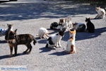 JustGreece.com Poesjes and katten near the Asclepeion | Island of Kos | Greece Photo 2 - Foto van JustGreece.com