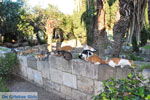 Kos town (Kos-town) | Island of Kos | Greece Photo 134 - Photo JustGreece.com