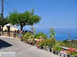 JustGreece.com Mooie bloemen in Athani - Lefkada (Lefkas) - Foto van JustGreece.com