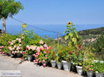 JustGreece.com Mooie bloemen in Athani Photo 2 - Lefkada (Lefkas) - Foto van JustGreece.com