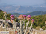 Wilde bloemen on the plateau near Englouvi - Lefkada (Lefkas) - Photo JustGreece.com