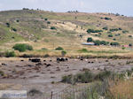 Schapen at The bay of Kalloni - Photo JustGreece.com