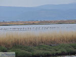 Beschermd natuurgebied voor vogels bay of Kalloni (Lesbos) - Photo JustGreece.com