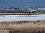 Beschermd natuurgebied voor vogels bay of Kalloni (Lesbos) Photo 3 - Photo JustGreece.com