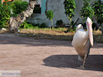 The pelekaan of Skala Kallonis - Photo JustGreece.com