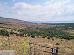 Olive trees  ten oosten of The bay of Kalloni - Foto van JustGreece.com