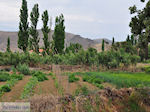 Landbouwtuinen near Skala Eressos Photo 2 - Photo JustGreece.com