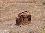 Petrified forest near Sigri foto2 - Photo JustGreece.com