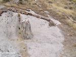 Petrified forest near Sigri foto6 - Photo JustGreece.com