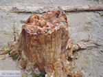 Petrified forest near Sigri foto10 - Photo JustGreece.com
