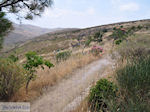 Petrified forest near Sigri foto12 - Photo JustGreece.com