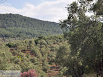 Grens olijfbomen and bossen on the weg Petra-Kalloni Photo 2 - Photo JustGreece.com