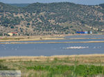 Natuurgebied voor vogels at The bay of Kalloni Photo 1 - Photo JustGreece.com