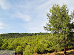 JustGreece.com Bossen Lesbos near The bay of Gera near Mytilini 1 - Foto van JustGreece.com