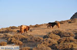 Kalafatis | Mykonos | Greece - Greece  Photo 15 - Photo JustGreece.com