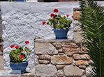 Bloemen Piso Livadi Paros | Cyclades | Greece Photo 11 - Photo JustGreece.com