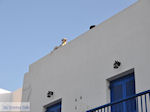 JustGreece.com Parikia Paros | Cyclades | Greece Photo 14 - Foto van JustGreece.com
