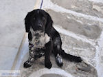 JustGreece.com Naoussa Paros | Cyclades | Greece Photo 86 - Foto van JustGreece.com