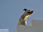 Parikia Paros | Cyclades | Greece Photo 28 - Photo JustGreece.com
