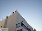 JustGreece.com Parikia Paros | Cyclades | Greece Photo 29 - Foto van JustGreece.com