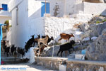 Pserimos Greece | Greece  | Photo 33 - Photo JustGreece.com