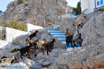 Pserimos Greece | Greece  | Photo 36 - Photo JustGreece.com