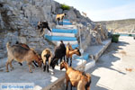 Pserimos Greece | Greece  | Photo 41 - Photo JustGreece.com