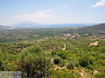 JustGreece.com Olive trees  at the vlakte near Pythagorion and Heraion (Ireon) - Island of Samos - Foto van JustGreece.com