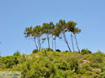The groenrijke nature on Samos - Island of Samos - Photo JustGreece.com