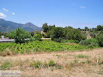 JustGreece.com Druivengaarden langs the weg of Marathokampos to Karlovassi - Island of Samos - Foto van JustGreece.com