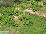 Papavers and wijngaarden in Manolates - Island of Samos - Photo JustGreece.com